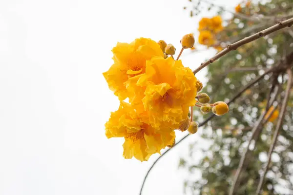 Gul Silke Bomuld Træ Blomster - Stock-foto