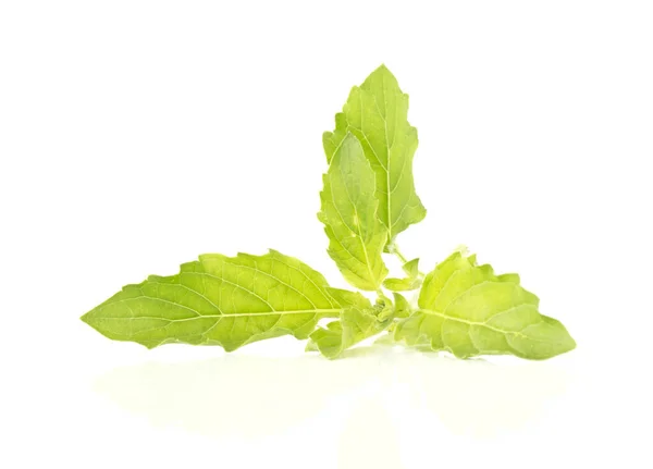 Ocimum Sanctum White Background — Stock Photo, Image