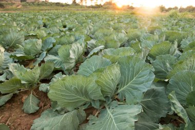 Yeni büyüyen bir lahana tarlasının manzara manzarası, güneşli tasarım görüntüsü.