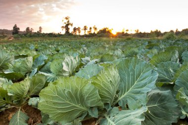 Yeni büyüyen bir lahana tarlasının manzara manzarası, güneşli tasarım görüntüsü.