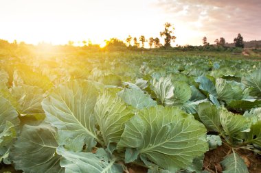Yeni büyüyen bir lahana tarlasının manzara manzarası, güneşli tasarım görüntüsü.