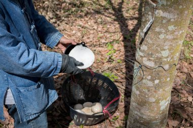 Lastik ağaç fidanlığından plastik bardak toplayan çiftçinin yakın çekimi..
