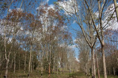 Gündüzleri mavi gökyüzüyle kauçuk tarlaları..