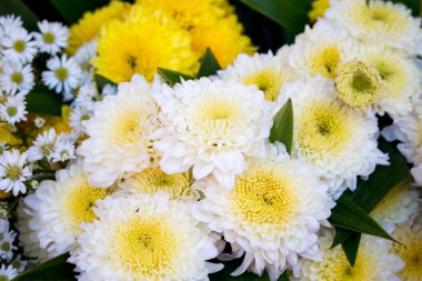 Beyaz çiçeği kapat..