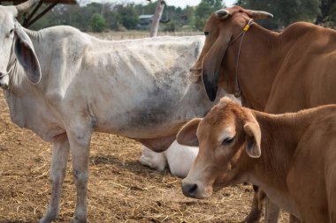 İneklerin ve kurumuş çimenlerin yakınlaşması.