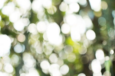 Sunum arkaplanı için doğal yeşil gradyan ışığı ve bulanık resim tasarımı.