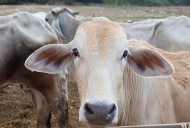 İneklerin ve kurumuş çimenlerin yakınlaşması.
