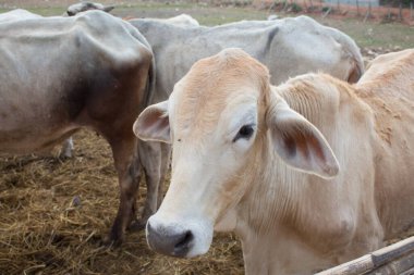 İneklerin ve kurumuş çimenlerin yakınlaşması.