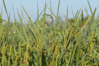 Paddy pirinç tarlasını kapatın..