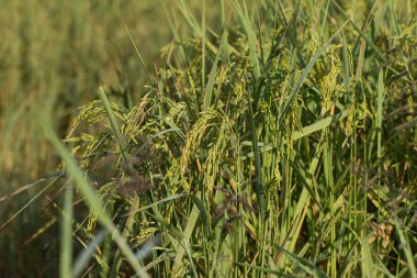 Paddy pirinç tarlasını kapatın..