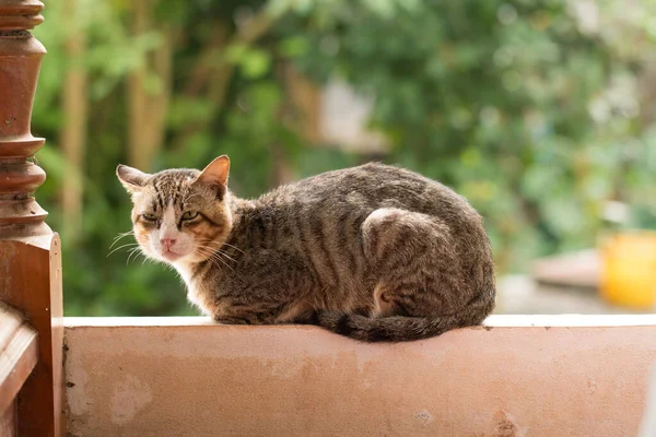 猫的近身 — 图库照片