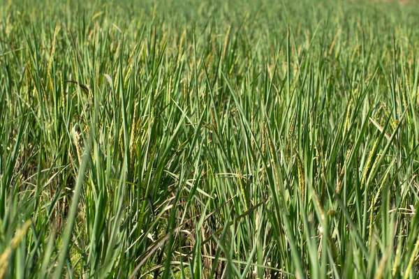 Organic Paddy Rice Field — Stock Photo, Image