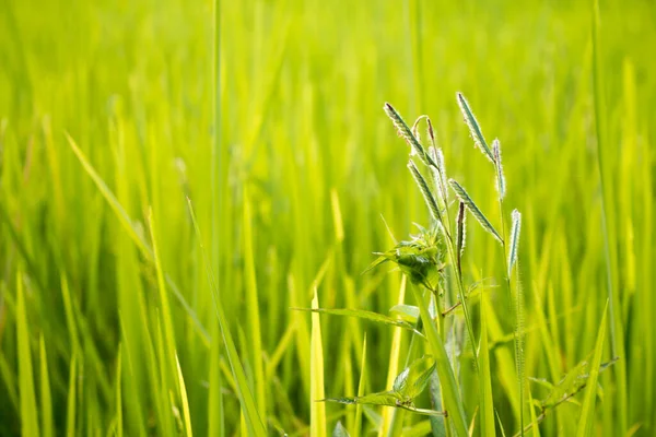 Szoros Meadow Zöld Rizs Hántolatlan Háttér — Stock Fotó