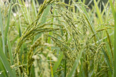 Paddy tarlasında sonbaharda pirinç artışına yakın çekim.