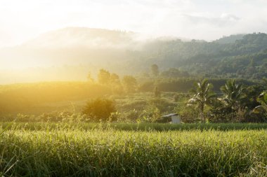 Paddy tarlasında sonbaharda pirinç artışı..