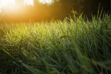 Paddy tarlasında sonbaharda pirinç artışına yakın çekim.
