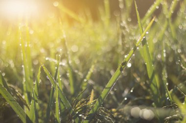 Sonbaharda Paddy tarlasında pirinç artışı bulanıklığı.