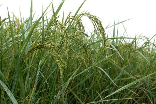 Крупный План Скачка Риса Рисовом Поле Осенью — стоковое фото