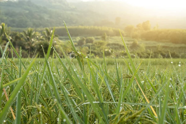 Zbliżenie Kolca Ryżu Polu Paddy Jesienią — Zdjęcie stockowe