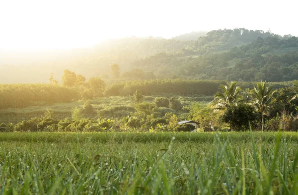 Paisagem Campo Arroz Outono — Fotografia de Stock