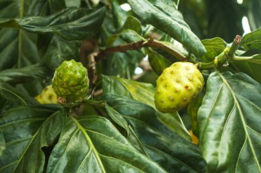 Noni veya peynirli meyve..