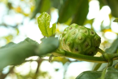 Noni veya peynirli meyve..