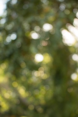 Doğal yeşil arkaplan için soyut bulanıklaştırılmış.