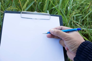 Boş kağıt ile bir kalem ve pano tutarak (belge, rapor) pirinç büyümesini kontrol.