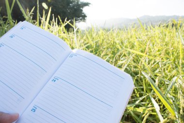 Boş kağıt ile bir kalem ve pano tutarak (belge, rapor) pirinç büyümesini kontrol.