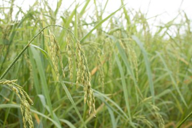 Paddy tarlasında sonbaharda pirinç artışına yakın çekim.