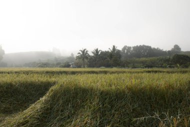 Sonbaharda pirinç tarlası manzarası.