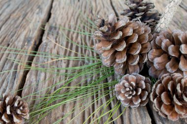 Ahşap masada kurumuş kozalak..