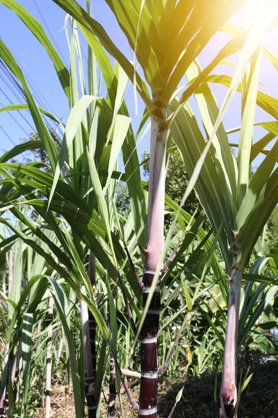 Крупный План Выращивания Сахарного Тростника Месторождении — стоковое фото