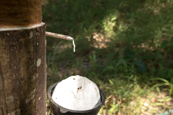 Tapping Sap Rubber Tree — Stock Photo, Image