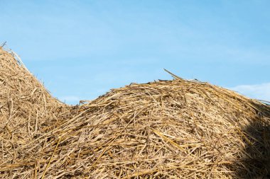 Mavi gökyüzü arka planında pirinç kamışı, Tayland.