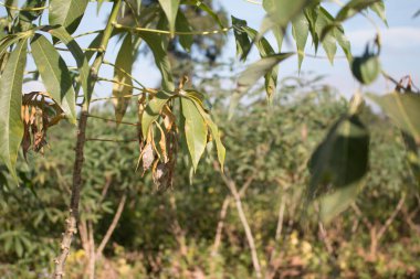 Tarlada Cassava ağacı.