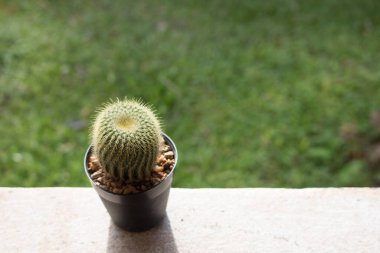 Doğal arkaplan için kopyalama alanı olan sulu bitki.