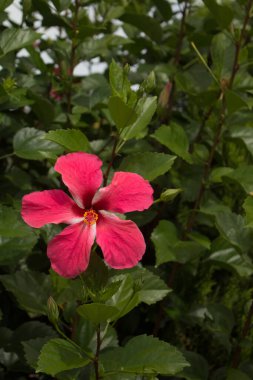 Kapatın Hibiscus rosa-sinensis Kırmızı çiçek.