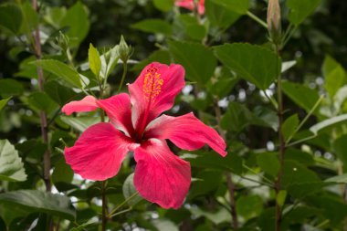 Kapatın Hibiscus rosa-sinensis Kırmızı çiçek.