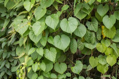 Bahçede yeşil yaprak.