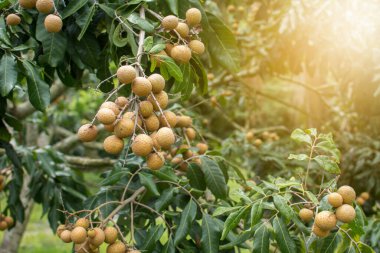 Bir sürü longan meyvesi..
