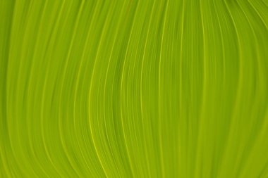 Yeşil yaprağa su damlalarını yakın plan yağmurlu mevsimlerde doğa ile.