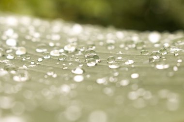 Yeşil yaprağa su damlalarını yakın plan yağmurlu mevsimlerde doğa ile.