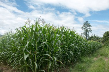 Mısır tarlasının manzarası.