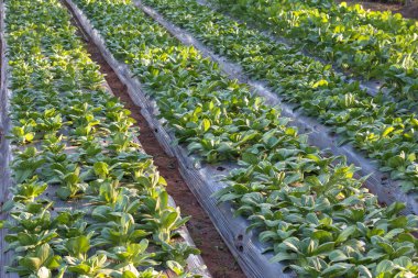 Organik sebze yetiştirme bahçesi.