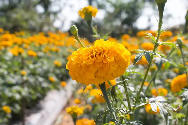 Gelbe Ringelblume Auf Blumengarten — Stockfoto