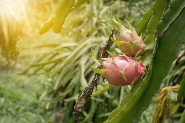 dragon fruit in garden,Dragon fruit on plant in dragon fruit farm.