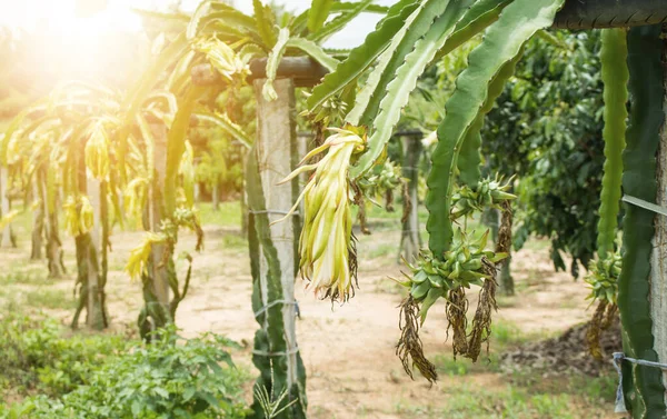 Fruto Del Dragón Granja —  Fotos de Stock