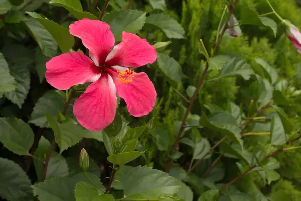 Közelkép Hibiscus Rosa Sinensis Vörös Virág — Stock Fotó
