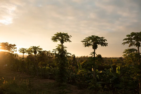 Gündoğumu arka planında Papaya çiftliği.